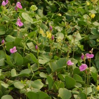 Canavalia rosea (Sw.) DC.